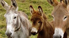 Tres burros juntos - datos curiosos de burros