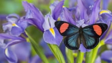 Una mariposa azul, negra y rosa entre flores de iris púrpura.