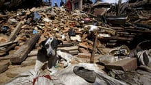 Perro después de terremoto 