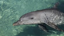 Dolphin in captivity at entertainment venue - World Animal Protection - Wildlife. Not entertainers