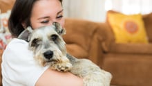 95% ven a sus mascotas como hijos o parte de sus familias