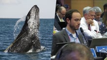 Baleia no mar com corda presa ao redor do corpo e, ao lado, foto de João Almeida, da Proteção Animal Mundial, falando durante a IWC 67