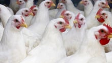 Broiler chicken
