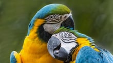 Guacamayas silvestres en la naturaleza