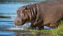 Un hipopótamo libre en la naturaleza en África.