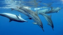 dolphins