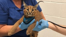caracal