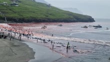 Iman de la cruel caza de ballenas en las Islas Faroe en 2025.