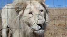 Un león mira a través de una reja en una granja en Sudáfrica. Blood Lions