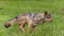 Un lobo ibérico en libertad