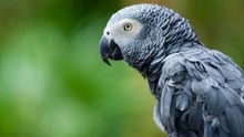 Un loro gris africano en libertad