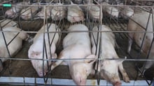 Mother pigs in cages on a factory farm - Pigs in farming - World Animal Protection