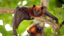 Muercielago en la naturaleza
