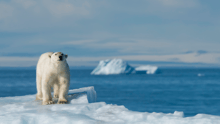 Un oso polar caminado sobre una superficie de hielo.