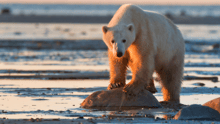 oso polar amenazado por el cambio climatico