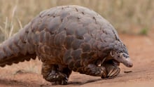 Un pangolin terrestre en Sudáfrica.