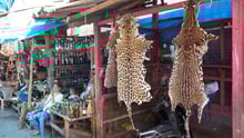 peru wildlife trade