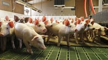 Pigs at indoor farm in China