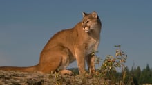 Un puma libre en Suramérica