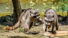 Las similitudes entre lo que sentimos los humanos y lo que sienten los animales
