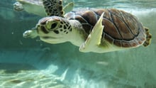 Tortuguita joven en la piscina de la Granja de Tortugas de las Caimán