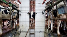 Una vaca lechera en una granja industrial