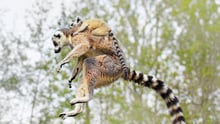 Fêmeas no poder: 10 animais com fêmeas dominantes