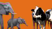 elephants and cows on an orange background
