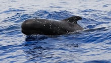 Pilot Whale in ocean