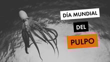 Día Mundial del Pulpo - World Animal Protection
