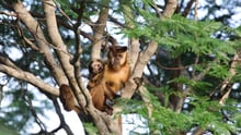 Monkey Holding baby monkey in tree