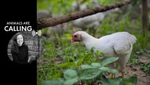 Animales de granja: seres vivos, no solo productos -Jo-Anne McArthur