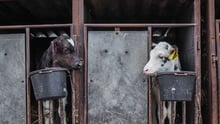 Dos terneros encerrados en jaulas individuales observándose el uno al otro. Imagen de: Lukas Vincour / Zvířata Nejíme / We Animals Media