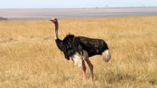 Una avestruz en Kenia en libertad.