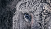 Un burro gris mira con miedo a la cámara.