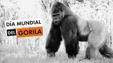 Día Mundial Del Gorila - World Animal Protection