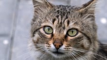 Un gato gris mira a la cámara. Los gatos son usados para contenido con crueldad en redes sociales.