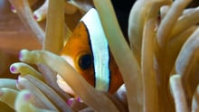 Pez payaso refugiado entre tentáculos de anémona, mostrando comportamientos complejos que invitan a reflexionar sobre la sintiencia de los peces