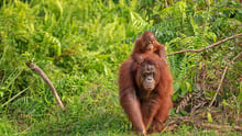 Madre orangután con su cría en la espalda caminando entre la vegetación del bosque tropical