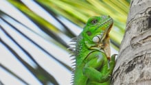 Una iguana en la naturaleza, donde pertenecen. Los reptiles son animales silvestres, no mascotas.