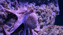un pulpo desplazándose entre rocas.