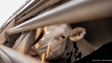 Una vaca mira a través de los barrotes del camión que la transporta.