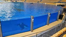Las orcas cautivas en Loro Parque, ubicado en Tenerife, nadan alrededor del tanque de espectáculo que está rodeado de asientos vacíos. Crédito de la imagen: World Animal Protection