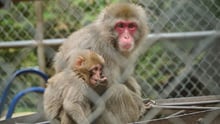 Madre y cría de macaco en Canadá - Sasha Rink - 1039730