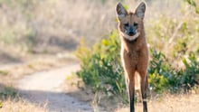 Maned wolf Emas National Park Brazil. Credit: Rob Jansen/Shutterstock