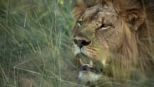 Un león salvaje en el Parque Nacional Hwange, Zimbabwe. Imagen de World Animal Protection / Aaron Gekoski