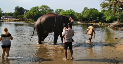 Un elefante cautivo encadenado en el río en el campamento de elefantes de Dubare, fotografiado con turistas observando. Crédito de la imagen: Dakshesh Tailor / Shutterstock. ID del recurso: 1468097597