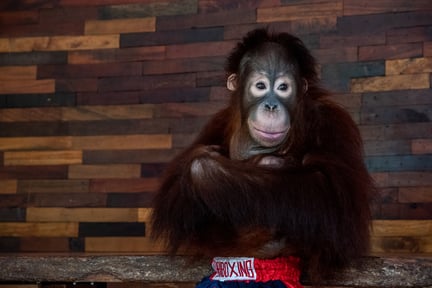 Un joven orangután en el zoológico de Phuket, Tailandia. Es utilizado para fotografías con turistas y espectáculos. Crédito: Amy Jones / Moving Animals
