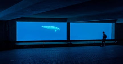 Ballena beluga de Marineland Sasha Rink