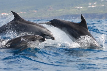 Tomando medidas contra la caza anual de delfines en Taiji